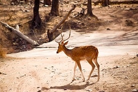 Udaipur – Ranthambore 